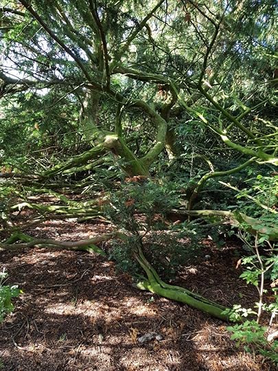 Martindale Yew branches