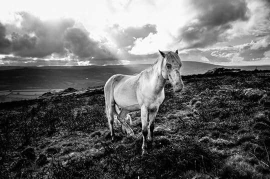 Dartmoor Pony by Simon Blackbourn