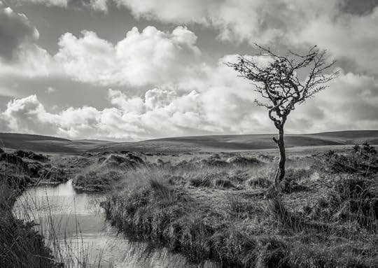 The Lone Tree bySimon Blackbourn