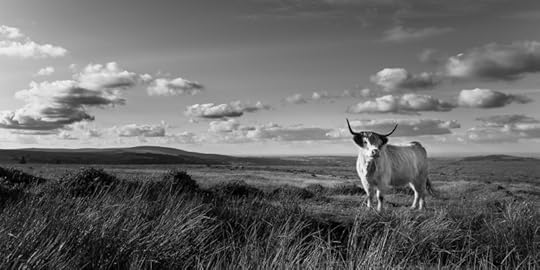 Highland Cattle on Dartmoor by Simon Blackbourn