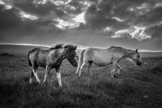 The Freedom of the Moor by Simon Blackbourn