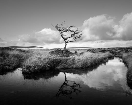 Scorhill Tree by Simon Blackbourn