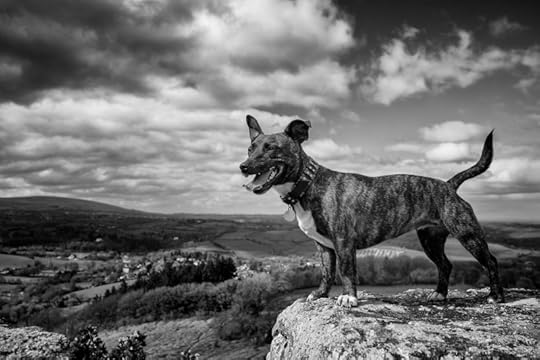 Delilah by Simon Blackbourn