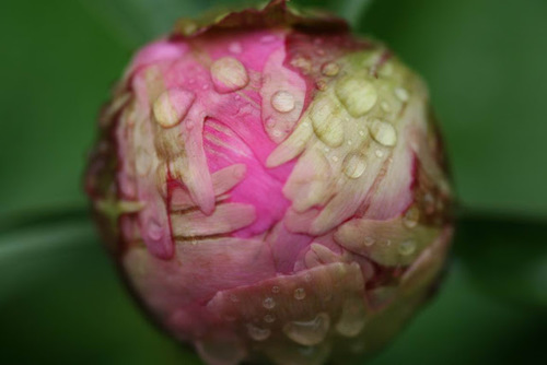 bud, zoom, and flower image