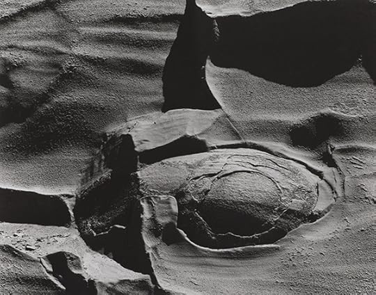 Minor White, Shore Acres State Park, Oregon, 1959. Landscape abstraction