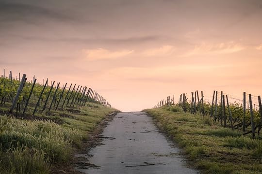 A path at sunrise with a staked fence on both sides