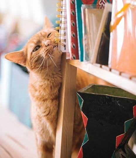 An orange cat hanging onto a shelf of books
