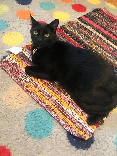 Guest cat Martok! (He’s living with us until his owners live in a place where they can have cats)