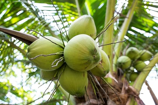 Bunch of coconuts on a tree in Mekong Delta Vietnam