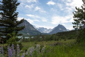 Montana meadow with mountains in the distance