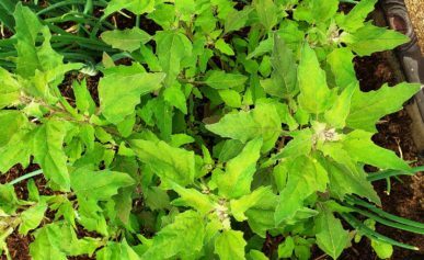 lambsquarters
