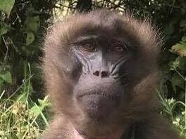 baboon named Kelsey