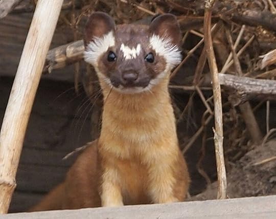 Weasel