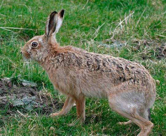 Brown Hare