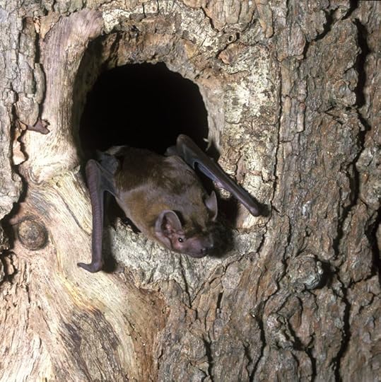 Noctule Bat