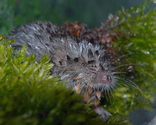 Water shrew