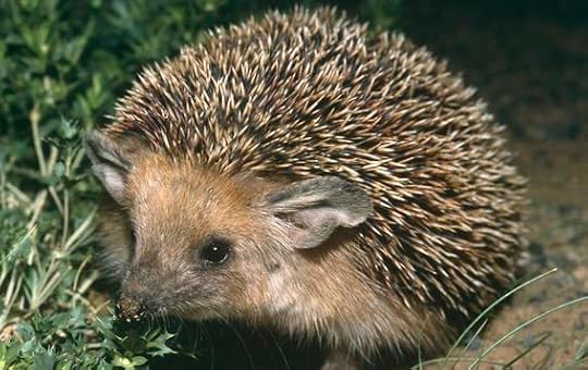 Hedgehog
