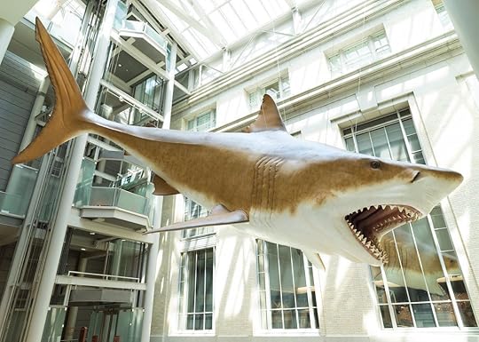Hanging shark at Smithsonian's National Museum of Natural History