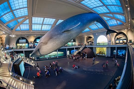 Hall of Ocean Life at American Museum of Natural History in New York City