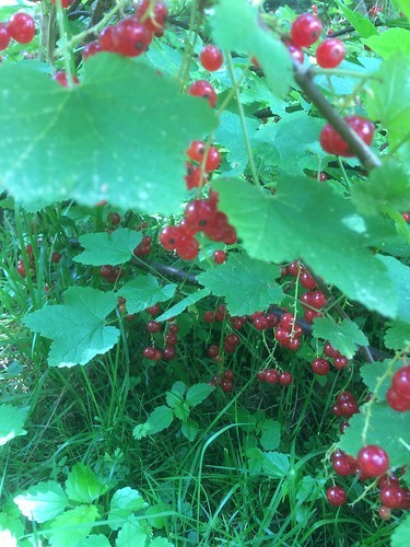 red currants