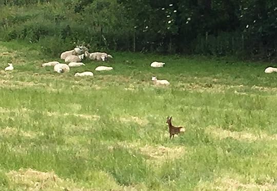 IMG_2340 (2)