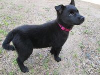 How Puppy Training Helped Me with My Human Interactions