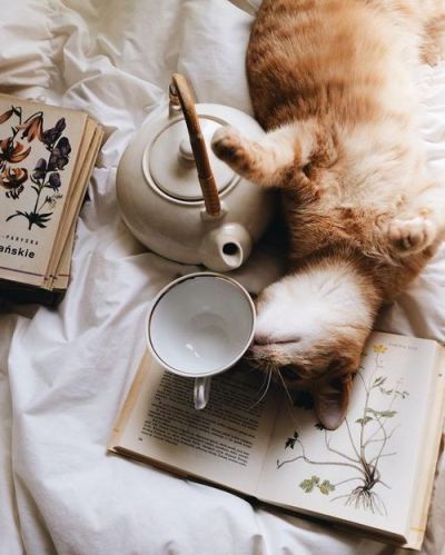 Image result for books and cats