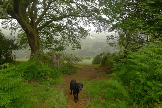 Early morning in an English summer