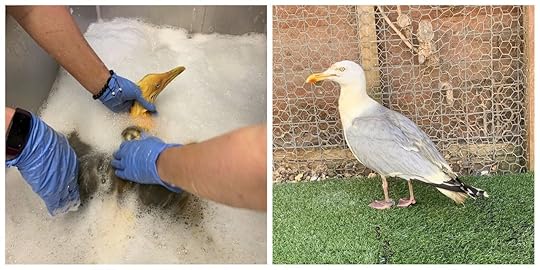 Seagull getting a bath