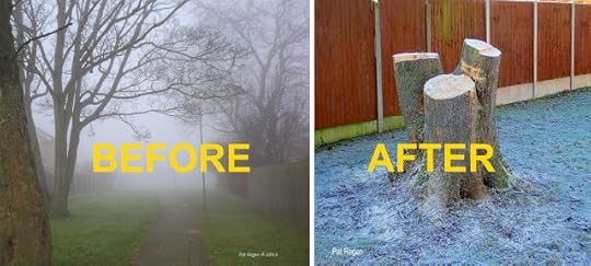 Sefton Tree butchers ignore residents and councillors and go ahead with tree felling