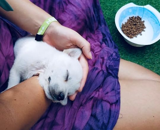 Dog sleeping in person's lap