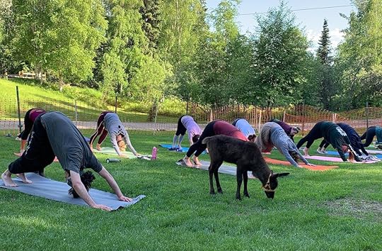 People doing yoga with reindeer at Running Reindeer Ranch, Alaska