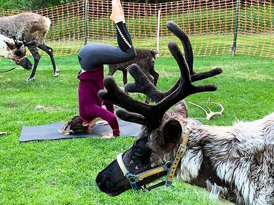 People doing yoga with reindeer at Running Reindeer Ranch, Alaska