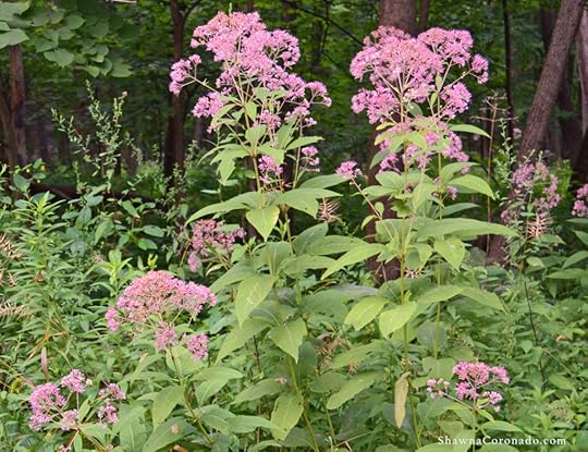 Joe Pye Weed Growing Tips