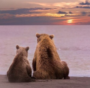 Bears at Sunset