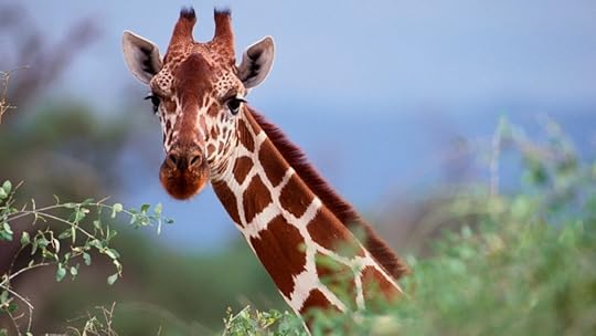 giraffe 1.jpg