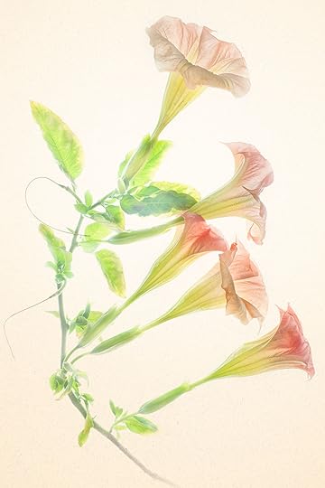 Angel's Trumpets © Harold Davis