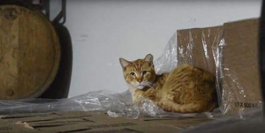 blue-collar-cats