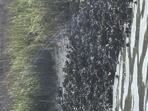 Folly Island, South Carolina, Charleston, Charleston Outdoor Adventures, Morris Island Lighthouse, dolphin tours, eco adventures near Charleston, oyster bed