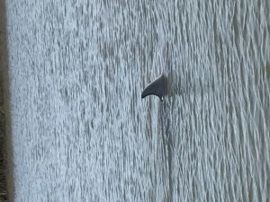 Folly Island, South Carolina, Charleston, Charleston Outdoor Adventures, Morris Island Lighthouse, dolphin tours, eco adventures near Charleston, oyster bed