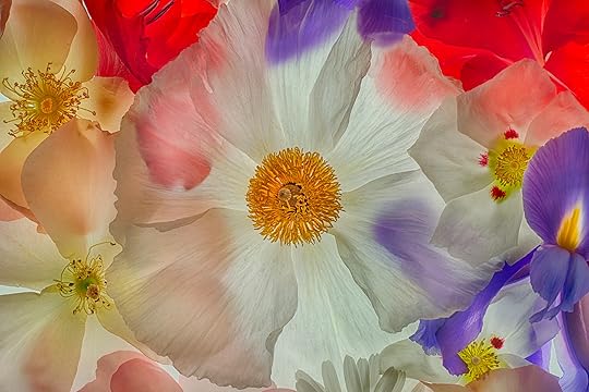 Degrees of Translucency © Harold Davis
