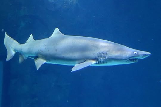 File:Las Vegas, Shark Reef Aquarium, 2018.11.24 (35).jpg