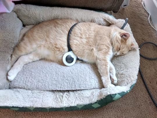 assisi-loop-cat