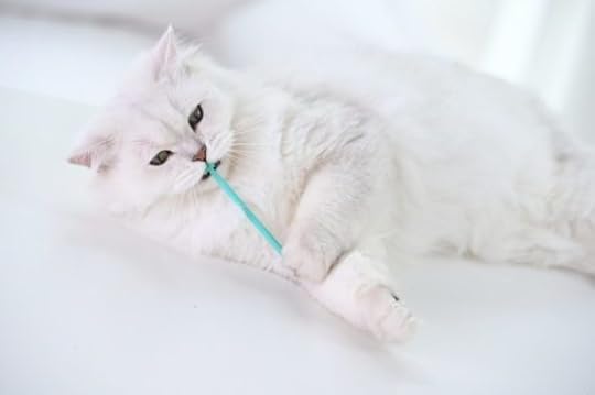 cat-toothbrush