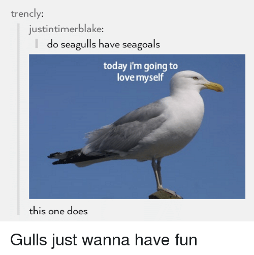 Image result for do seagulls have seagoles