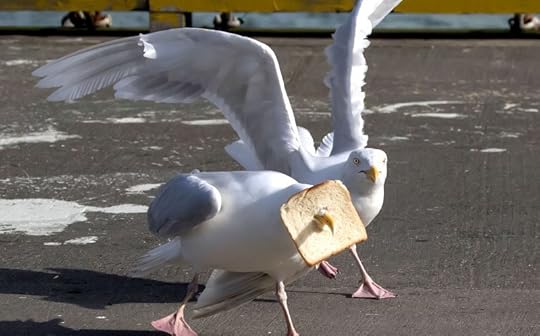 Image result for in-bread gull