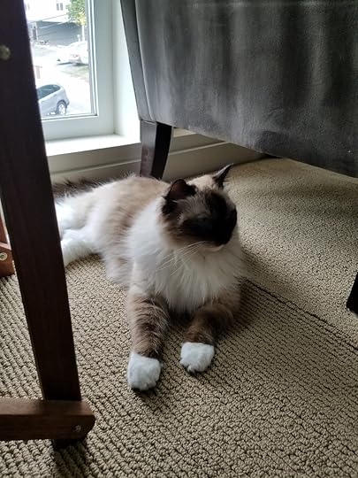 Cordelia on Floor.jpg