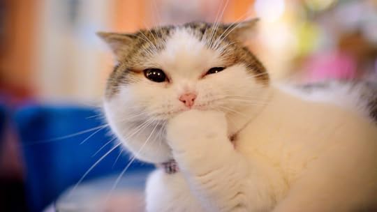 Image result for funny cats with paws in mouth