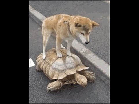 Image result for cute animals doing funny things