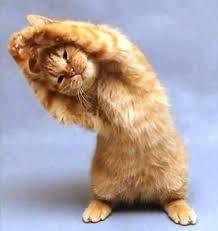 Image result for cute animals doing funny things